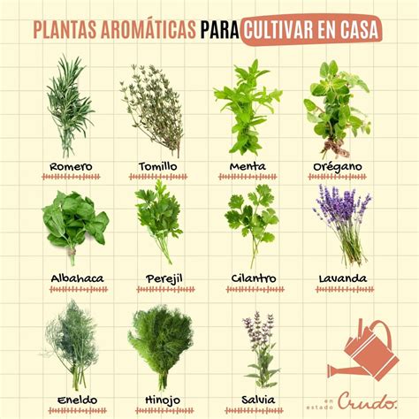 Ilustración de diferentes tipos de semillas y hierbas aromáticas para guateros.