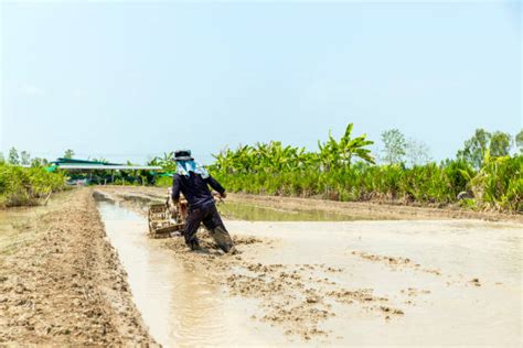 Campo de arroz inundado con agricultores trabajando
