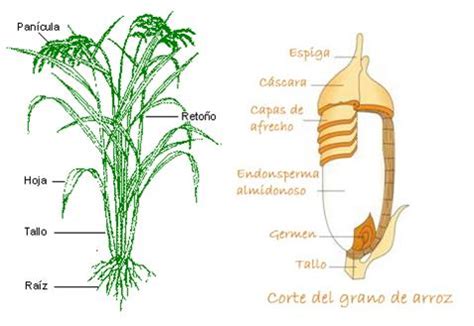 Esquema botánico de la planta de arroz con sus partes