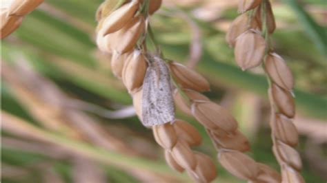 Imágenes de hojas de arroz con síntomas de enfermedades fúngicas