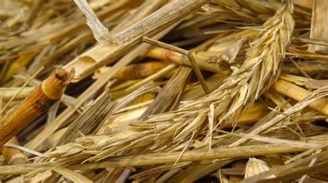Detalle de la paja de centeno grabada a láser con información del productor