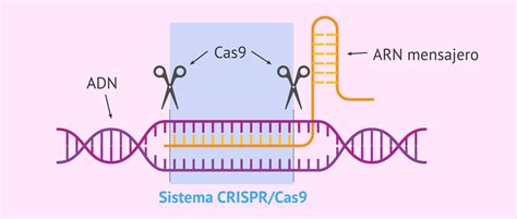 Diagrama ilustrando el funcionamiento de la tecnología CRISPR-Cas9 en la edición del ADN de la planta de avena.