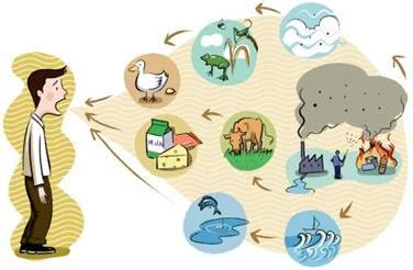 Esquema de las vías de contaminación de alimentos