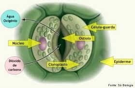 Diagrama de un estoma mostrando las células oclusivas, el ostiolo y la cámara subestomática.