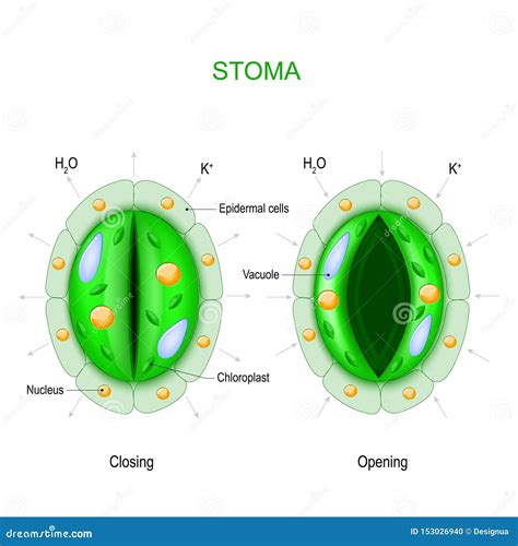 Micrografía electrónica de un estoma abierto y otro cerrado.