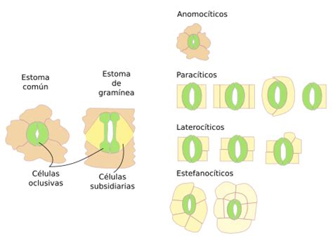 Ilustración comparando diferentes tipos de estomas según sus células anexas.