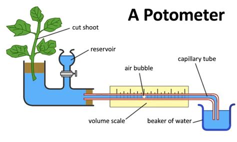 Esquema de un potómetro.
