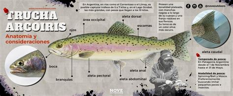 Esquema de las características morfológicas de la trucha arcoíris