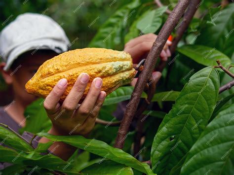 Mazorcas de cacao maduras en un árbol