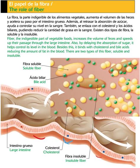 Esquema de la digestión y el papel de la fibra