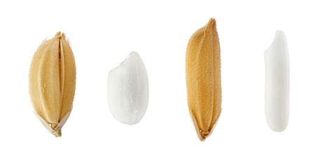 Esquema comparativo de las longitudes de grano de arroz: largo, medio y corto