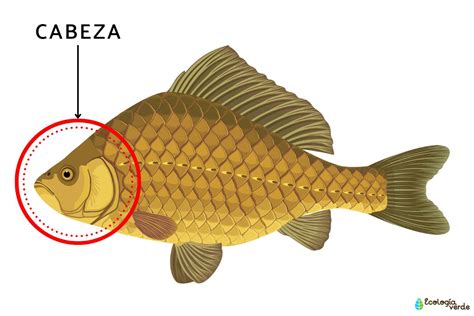 Ilustración comparativa de la forma del cuerpo de un pez de aguas abiertas y un pez de arrecife.