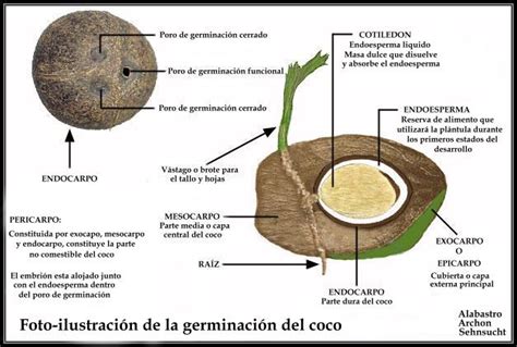 Esquema de las partes del coco y de dónde se extrae el aceite
