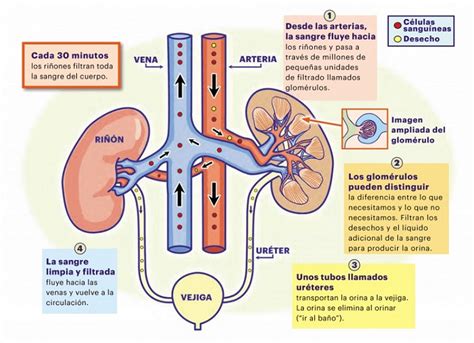 Infografía sobre la función de los riñones en la filtración de la sangre y eliminación de desechos.