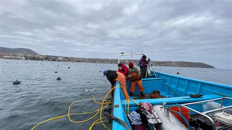 Pescadores artesanales en Caleta Hornos utilizando la nueva infraestructura del muelle