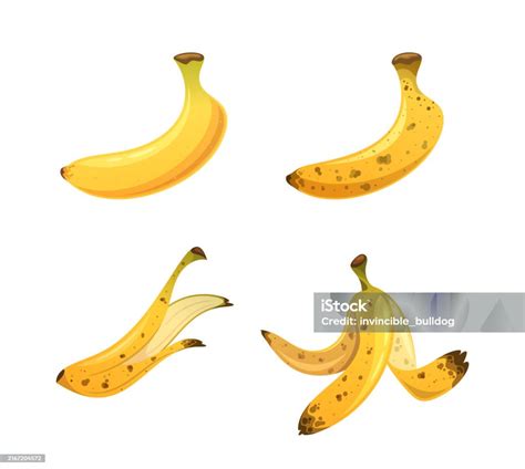 Ilustración mostrando diferentes etapas de maduración de un ají picante, desde verde hasta su color maduro final (rojo, amarillo, etc.).