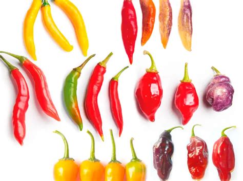Collage de imágenes mostrando diferentes variedades de ají picante con sus nombres (si se conocen) y características distintivas.