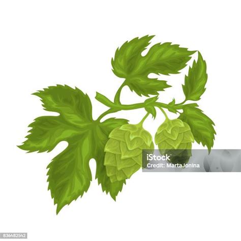 Ilustración de conos de lúpulo