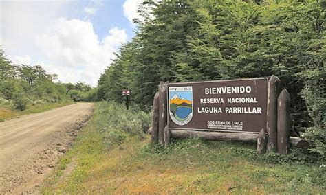 Ilustración de fauna nativa de la Reserva Laguna Parrillar (huemul, carpintero negro)