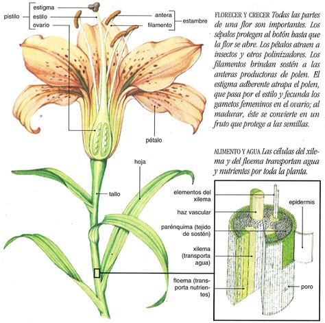 Esquema de las partes anatómicas del Lilium candidum: bulbos, tallos, hojas y flores, indicando posibles métodos de extracción.