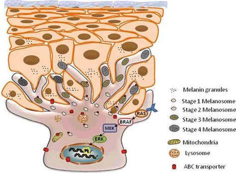 Infografía comparativa: mecanismos de inhibición de la tirosinasa y reducción de la melanogénesis inducida por UVB utilizando extractos de Lilium candidum.