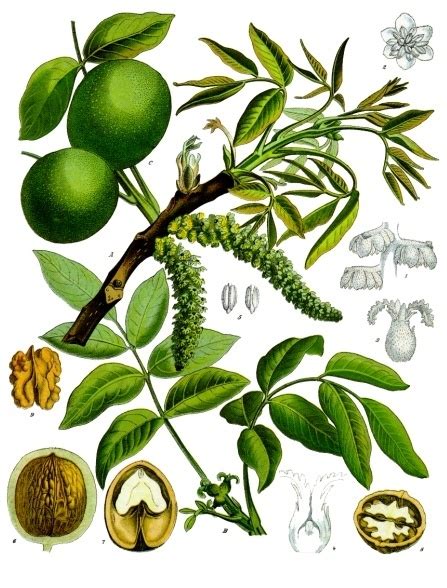 ilustración botánica del nogal (Juglans regia) mostrando el fruto verde, la cáscara dura y la semilla o nuez