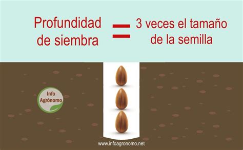 esquema de profundidad de siembra y uso de bandeja de germinación con domo de humedad