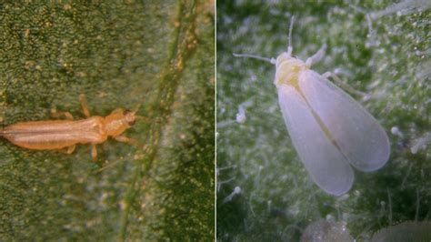 fotos comparativas de plagas comunes: áfidos, mosca blanca y síntomas de oidiopsis en hojas de ají