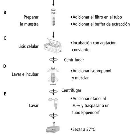 Diagrama esquemático del proceso de extracción de ADN de levaduras, mostrando la acción de los diferentes reactivos.