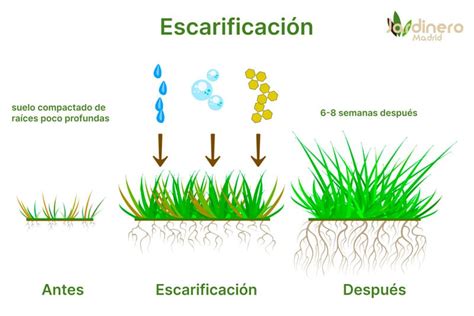Secuencia de imágenes mostrando el proceso de escarificación y remojo de las semillas de Psophocarpus tetragonolobus.