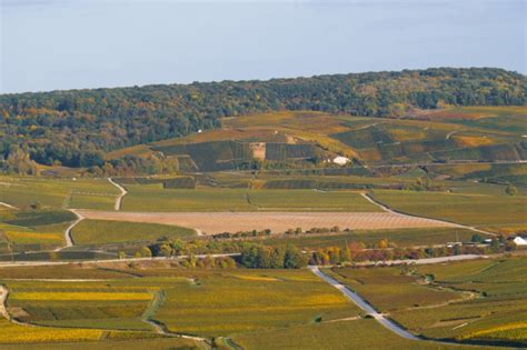 Fotografía de los viñedos en la región de Champagne durante la época de cosecha