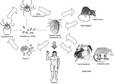 Esquema del ciclo de vida de la garrapata