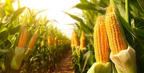 Campo de maíz con una comunidad indígena de fondo