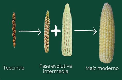 Ilustración del teocintle, ancestro del maíz