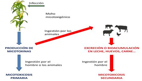 Infografía sobre la reducción de hongos y micotoxinas en cultivos de maíz resistente a insectos