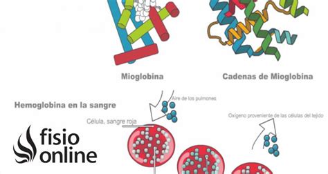 Representación esquemática de la molécula de mioglobina y su interacción con el oxígeno.