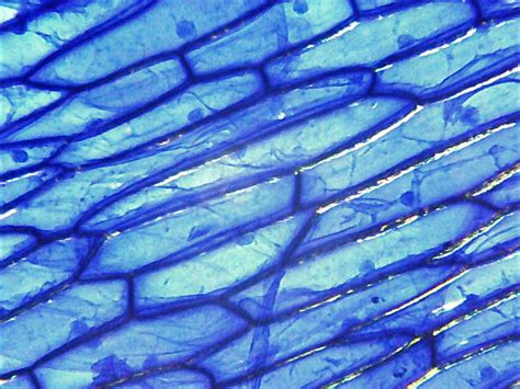 Células de epidermis de cebolla teñidas con azul de metileno, mostrando el núcleo y la pared celular