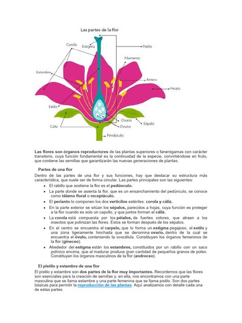 Esquema botánico que muestra la morfología de la flor del Capsicum pubescens, resaltando sus pétalos, estambres y el ovario