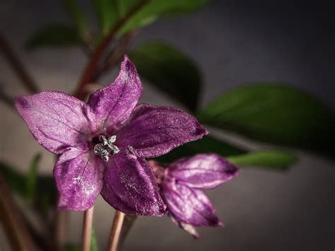 Fotografía macro de la flor de rocoto mostrando los detalles de los pétalos morados y las gotitas de néctar