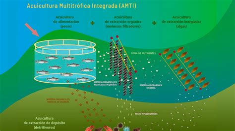 Diagrama de acuicultura multitrófica que ilustra la integración del cultivo de salmón con el de algas y otros organismos.