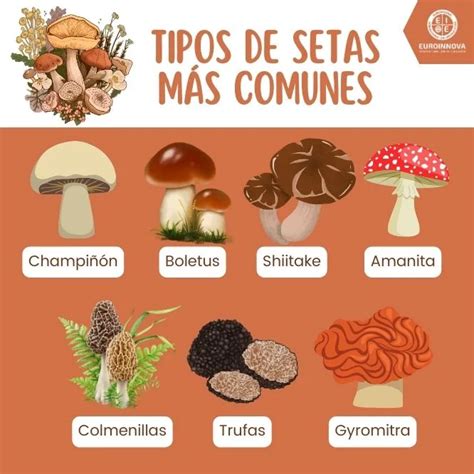Ilustración detallada de diferentes tipos de setas con sus características morfológicas (sombrero, pie, láminas/tubos, anillo, volva)
