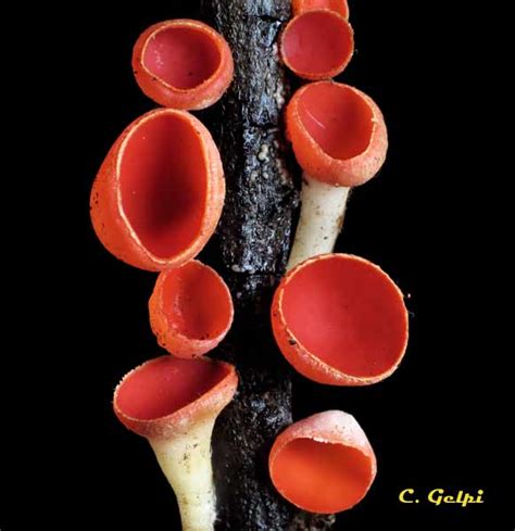 Fotografía de Sarcoscypha coccinea mostrando su característico color rojo y forma de copa