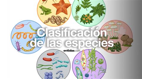 Comparación de la reacción al corte de diferentes especies de Boletus (con y sin cambio a azul)