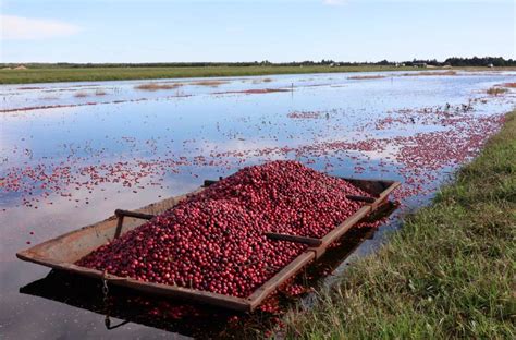 Cosecha de arándanos rojos por inundación de campos