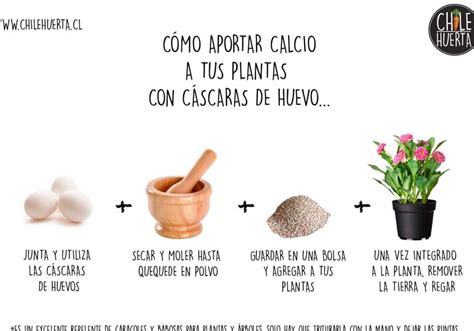 Esquema de cómo aplicar la cáscara de nuez molida en la base de una maceta para mejorar el drenaje y la nutrición.