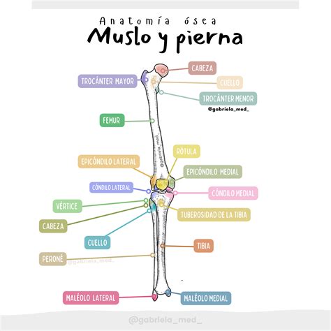 Esquema anatómico del pollo resaltando la ubicación de la pierna pernil (muslo y contra muslo)