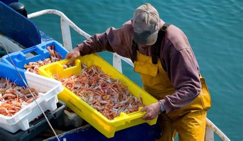 Esquema comparativo entre la pesca de arrastre y métodos selectivos como el espinel o potera.