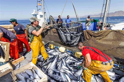 Infografía sobre las cifras de la pesca ilegal en comparación con los desembarques declarados por el sector artesanal.