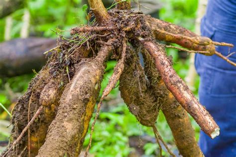 Planta de yuca con sus raíces tuberosas