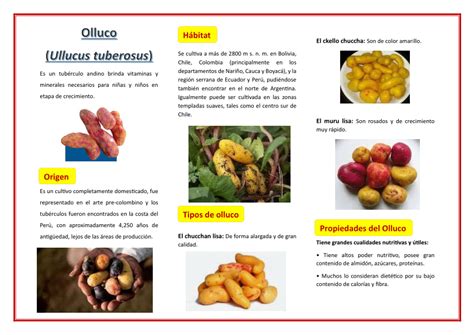 Infografía paso a paso sobre el corte del olluco y la preparación del aderezo base